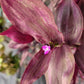 Tradescantia Zebrina ‘Little Hill’ (“Dark Desire”)