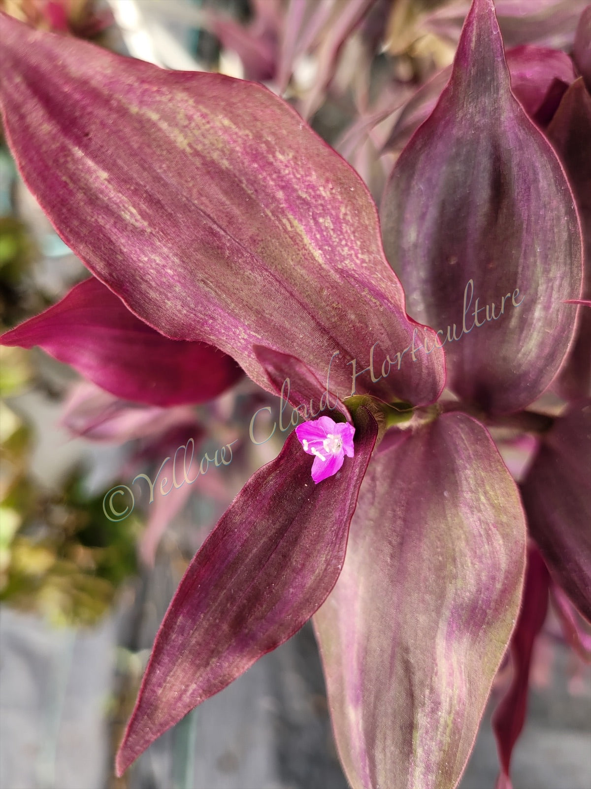 Tradescantia Zebrina ‘Little Hill’ (“Dark Desire”)