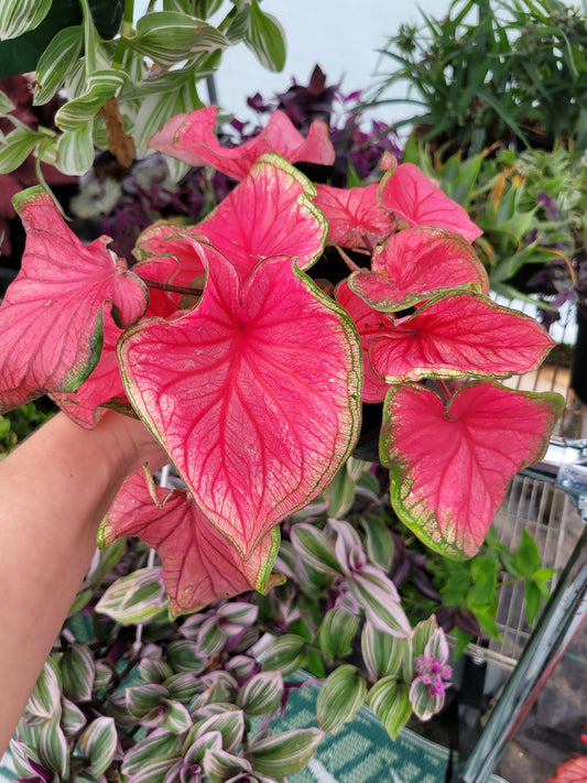 Caladium ‘Florida Sweetheart’