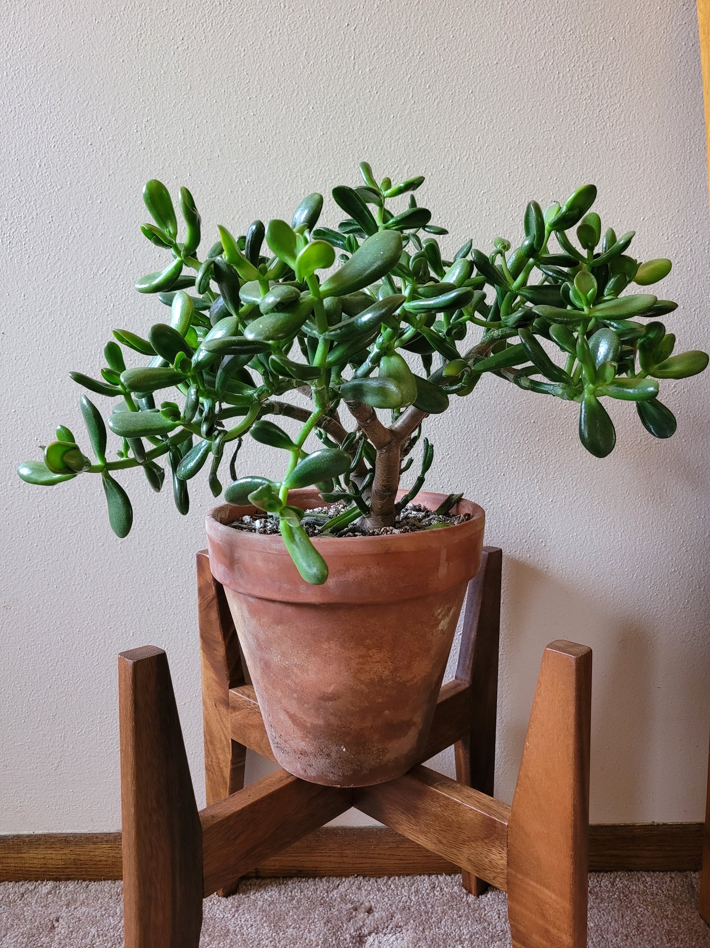 Crassula Ovata E.T. Finger