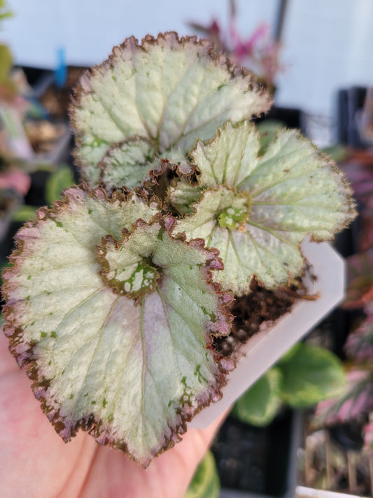 Begonia rex-cultorum ‘Jurassic Jr Arctic Twist’