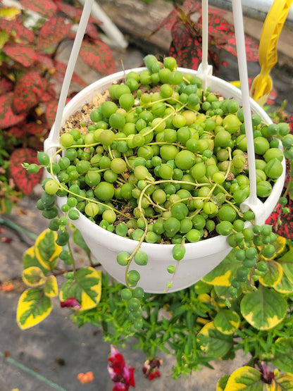 String of Pearls