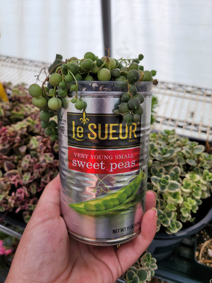 String of Pearls