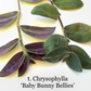 Tradescantia Chrysophylla ‘Baby Bunny Bellies’