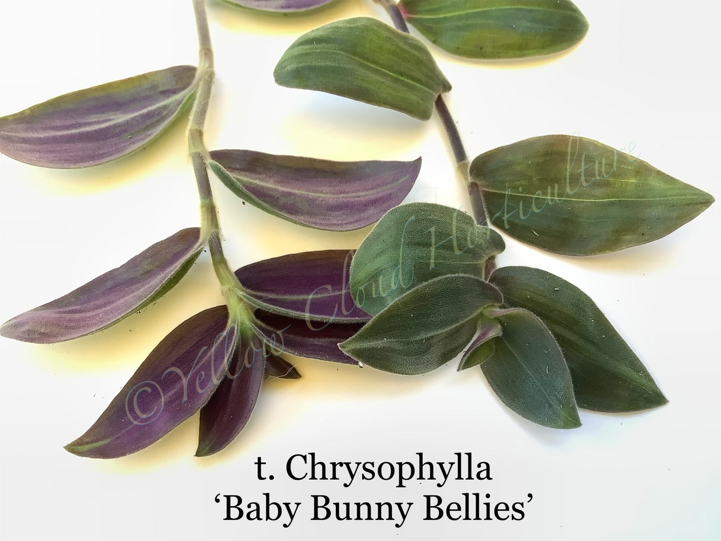 Tradescantia Chrysophylla ‘Baby Bunny Bellies’