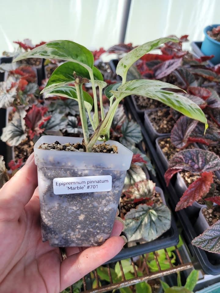 Epipremnum pinnatum ‘Marble’