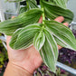 Tradescantia Continental ‘TPIWH01-0’ (“Pistachio White”)