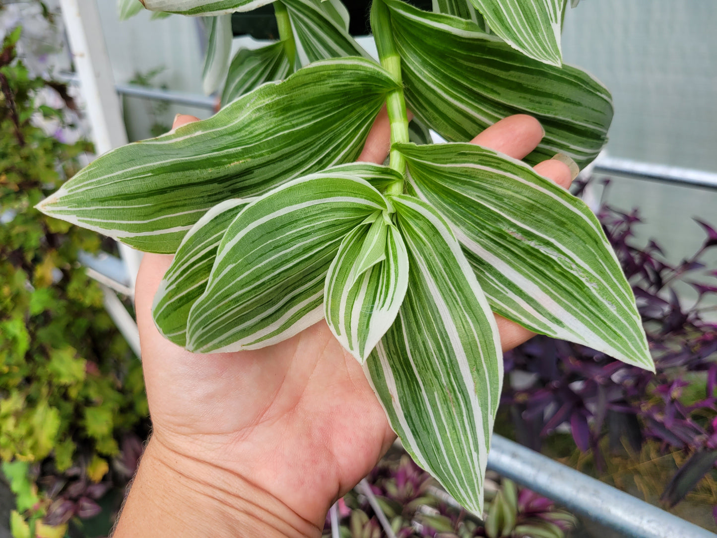 Tradescantia Continental ‘TPIWH01-0’ (“Pistachio White”)