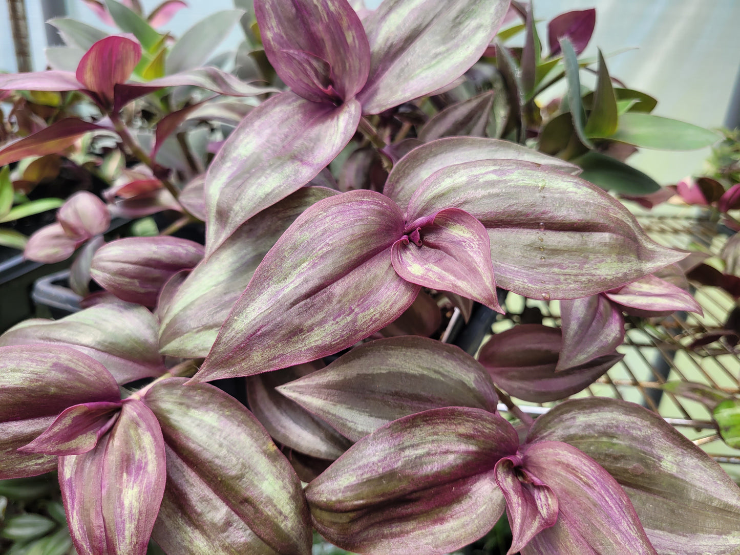 Tradescantia Zebrina ‘Little Hill’ (“Dark Desire”)