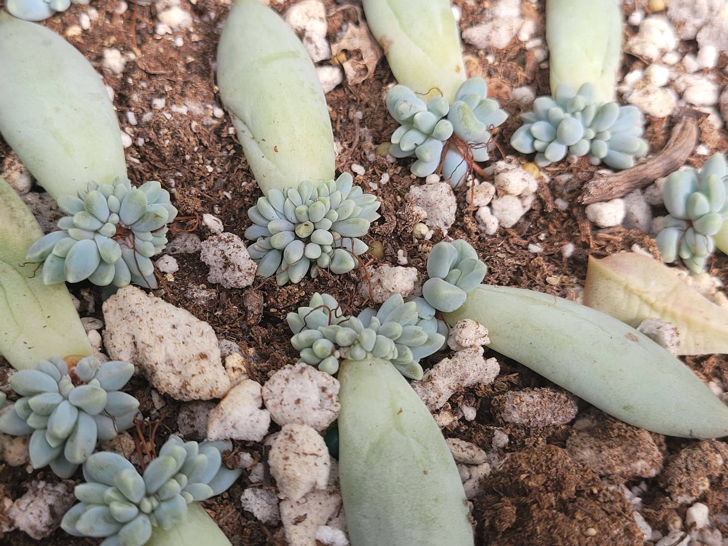 Pachyphytum ‘Moon Silver’