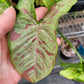 Syngonium Podophyllum ‘Confetti’