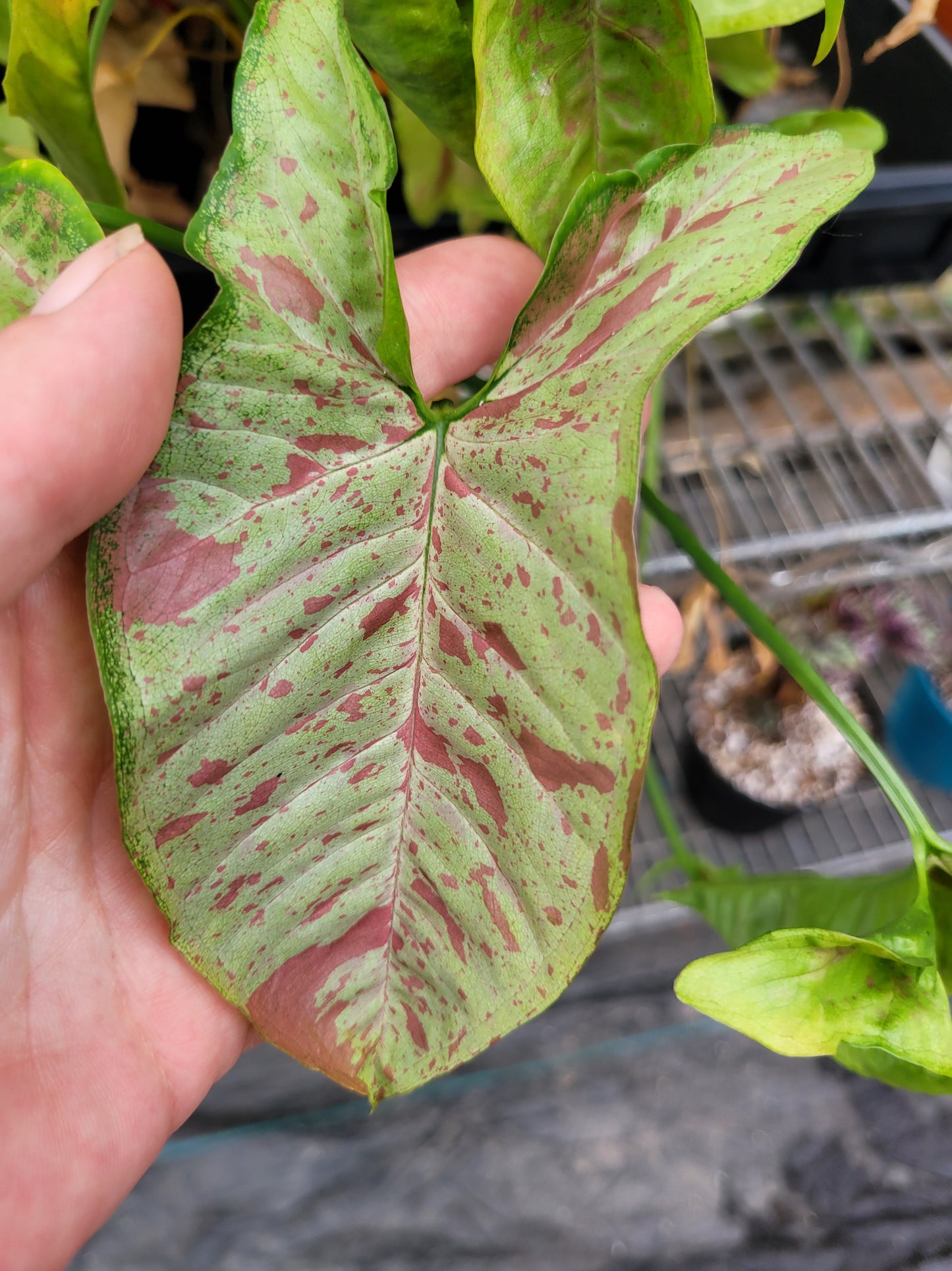 Syngonium Podophyllum ‘Confetti’