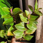 Tradescantia Continental ‘Sweet Tabby’