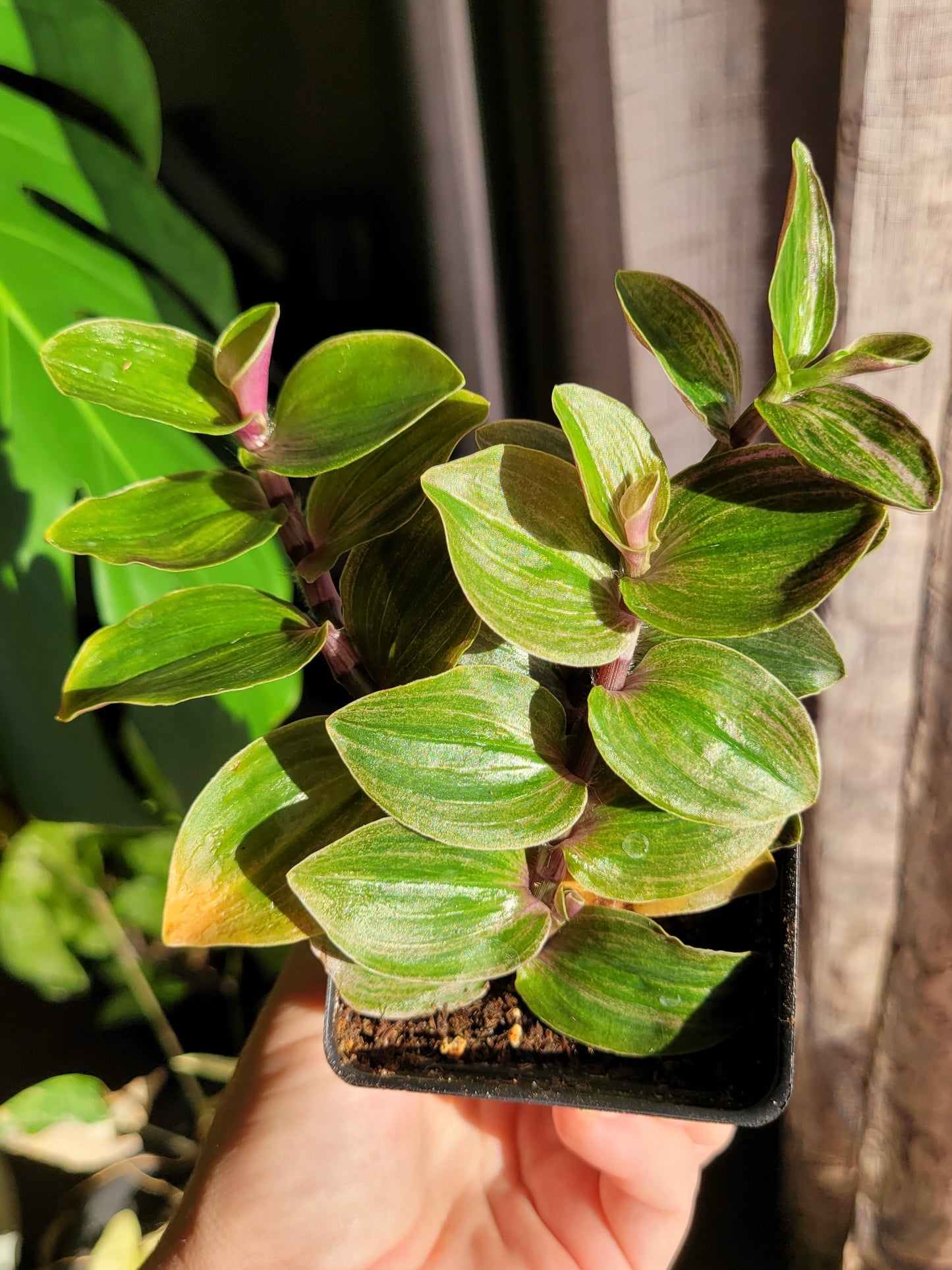 Tradescantia Continental ‘Sweet Tabby’