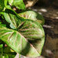 Syngonium Podophyllum ‘Confetti’