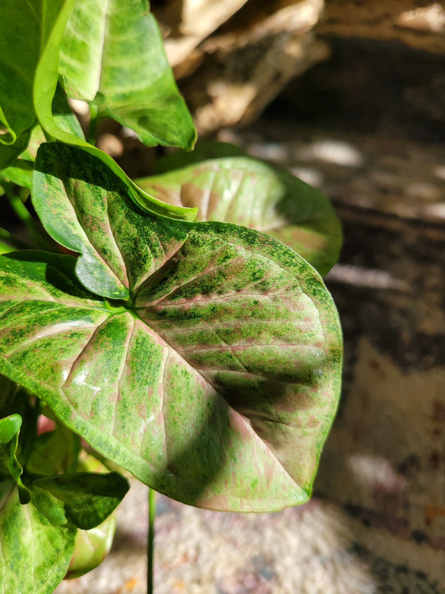 Syngonium Podophyllum ‘Confetti’