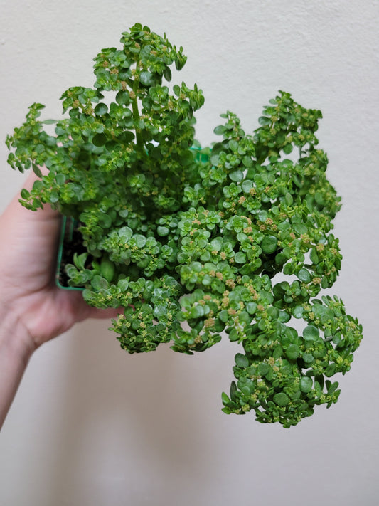 Pilea microphylla (Artillery Plant)