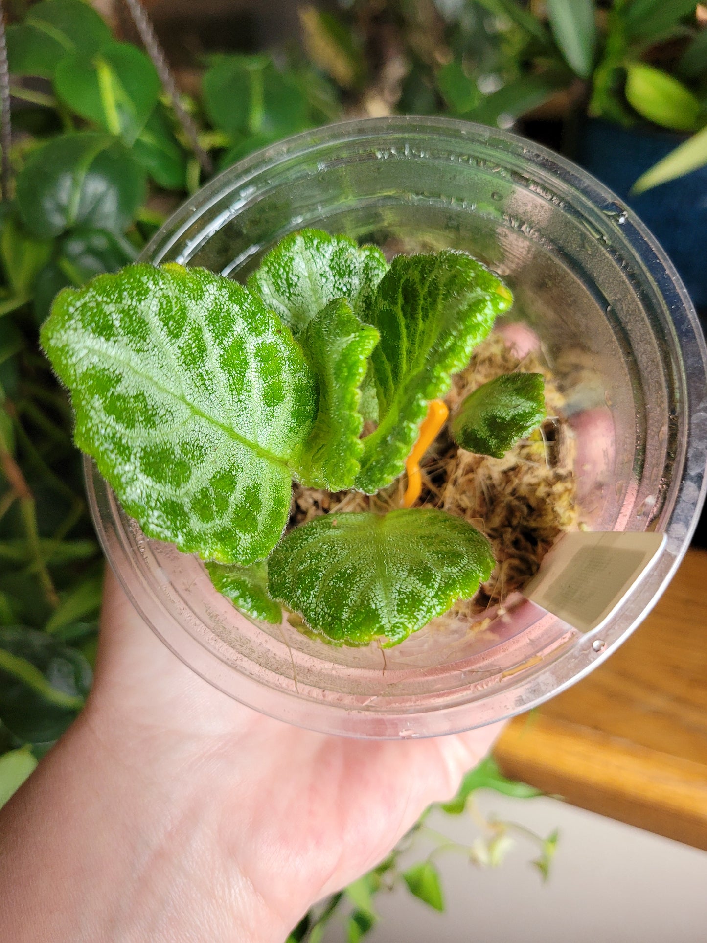 Episcia ‘Faded Jade’
