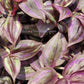 Tradescantia Zebrina ‘Little Hill’ (“Dark Desire”)