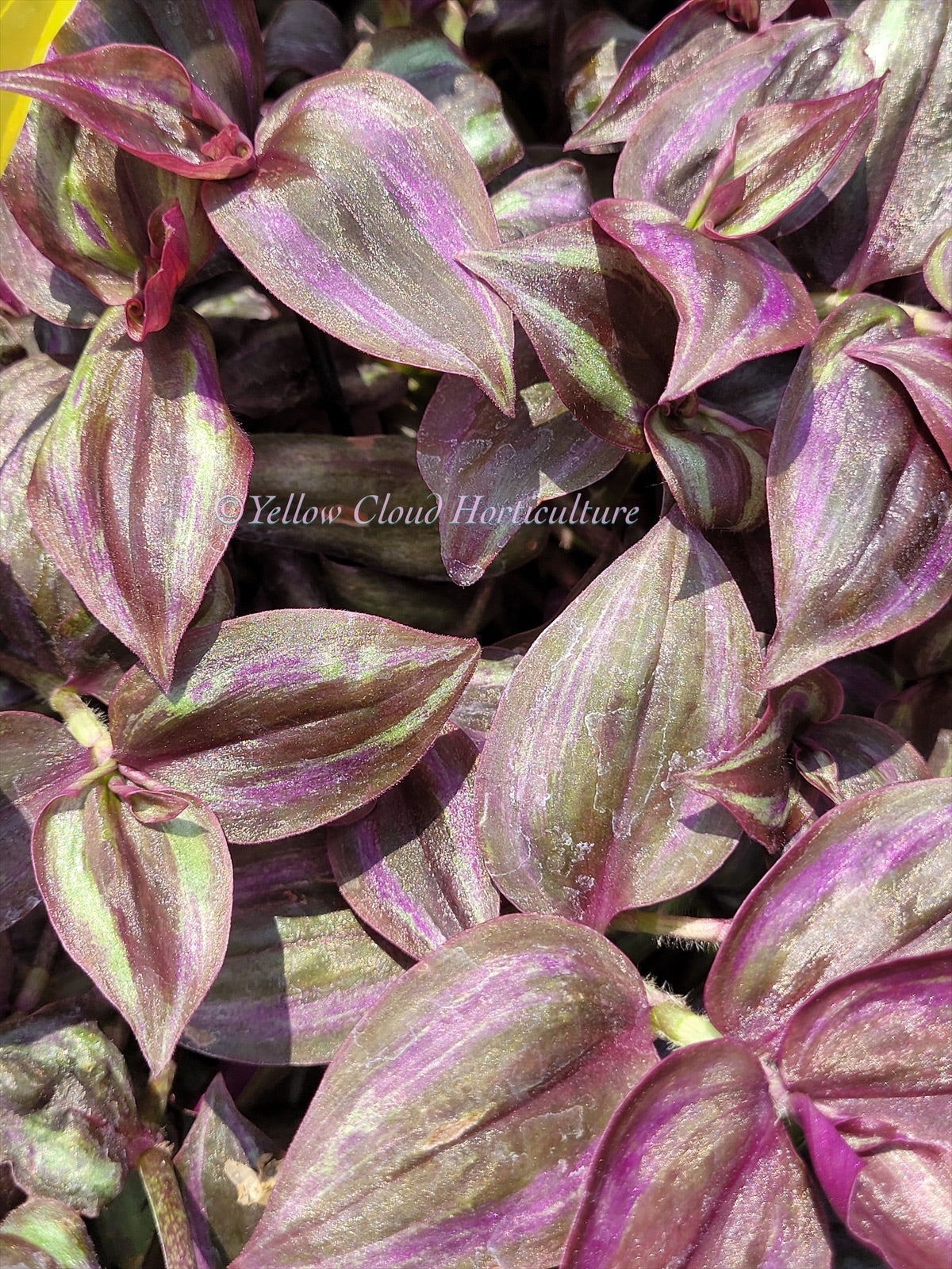 Tradescantia Zebrina ‘Little Hill’ (“Dark Desire”)