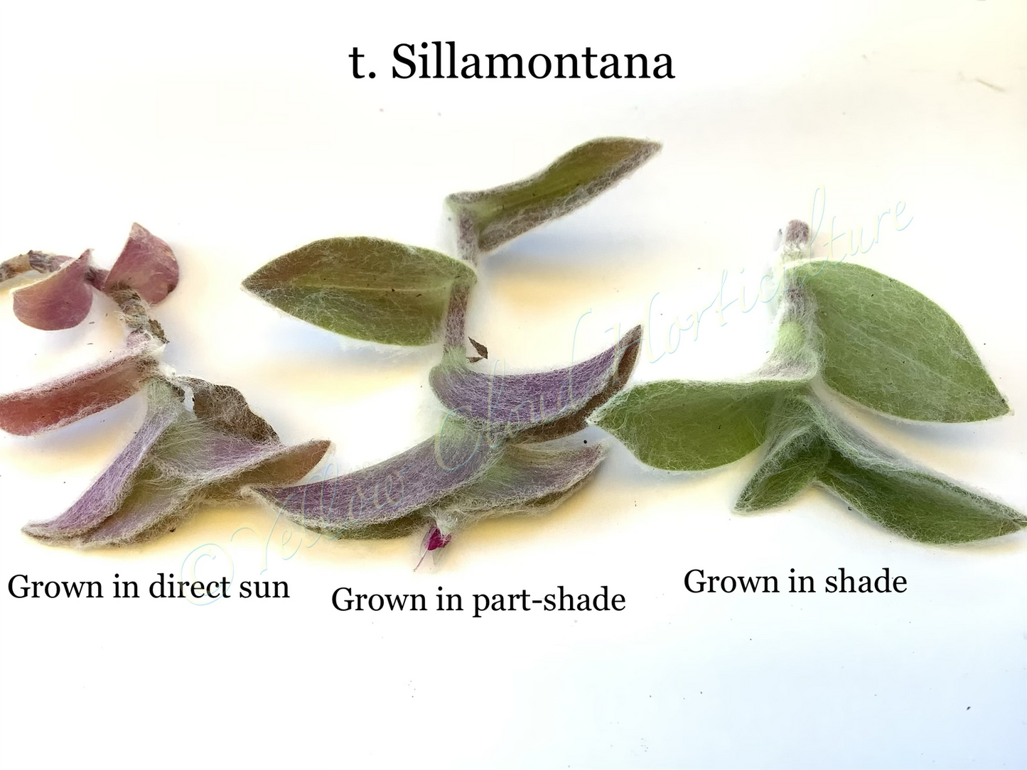 Tradescantia Sillamontana