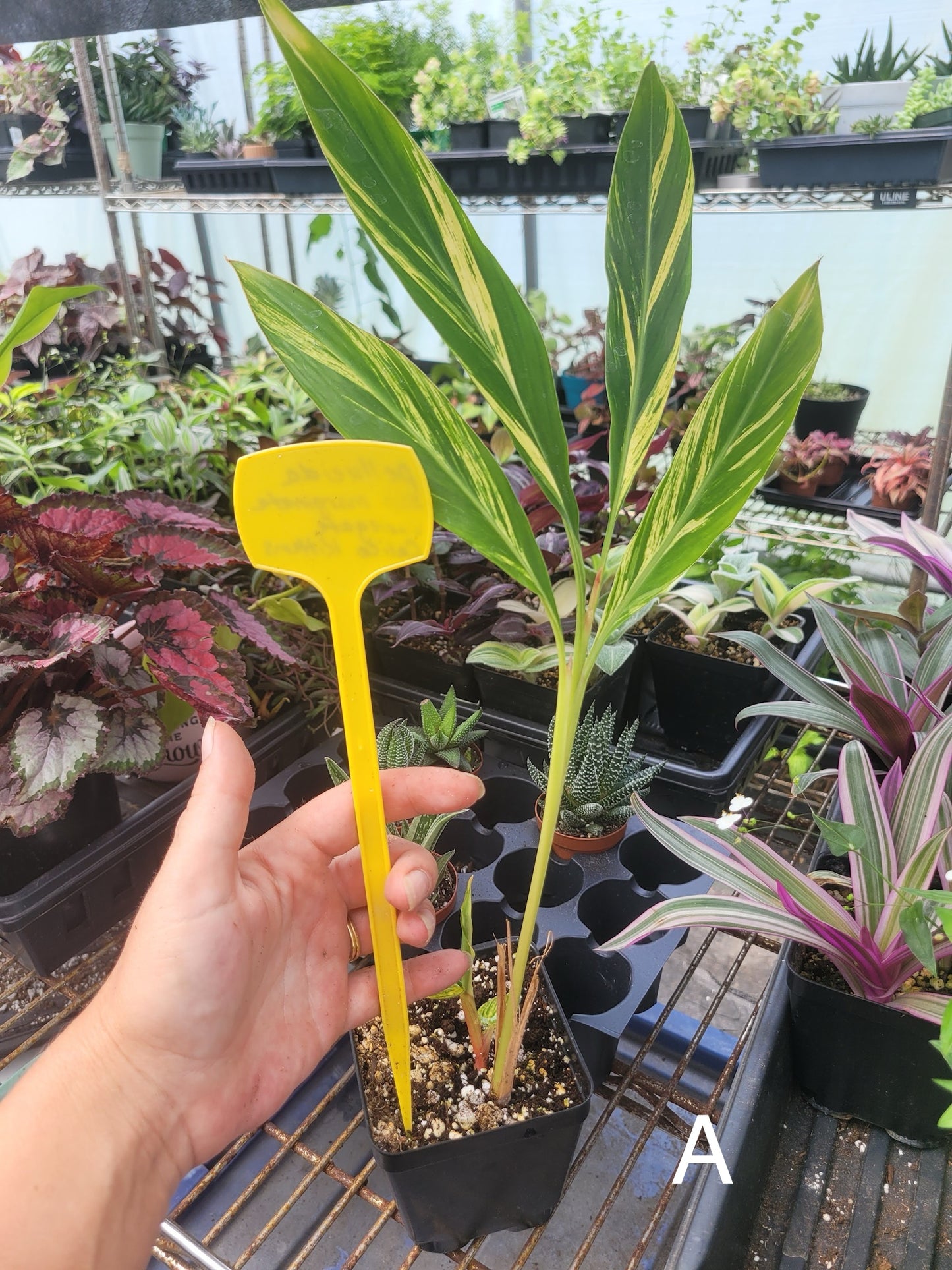 Alpinia zerumbet 'Variegata' (Variegated Shell Ginger)