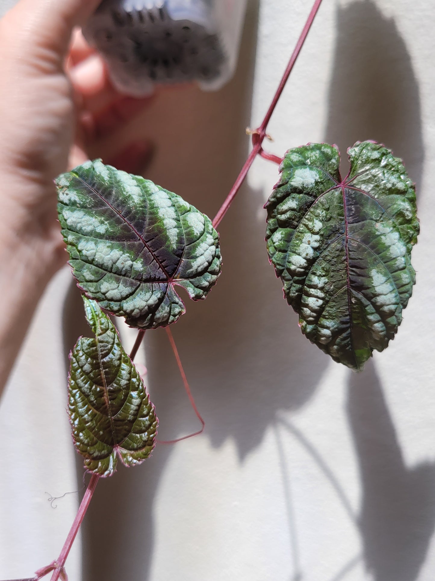 Cissus ‘Discolor’