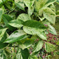 Epipremnum aureum ‘Marble Queen’ Pothos