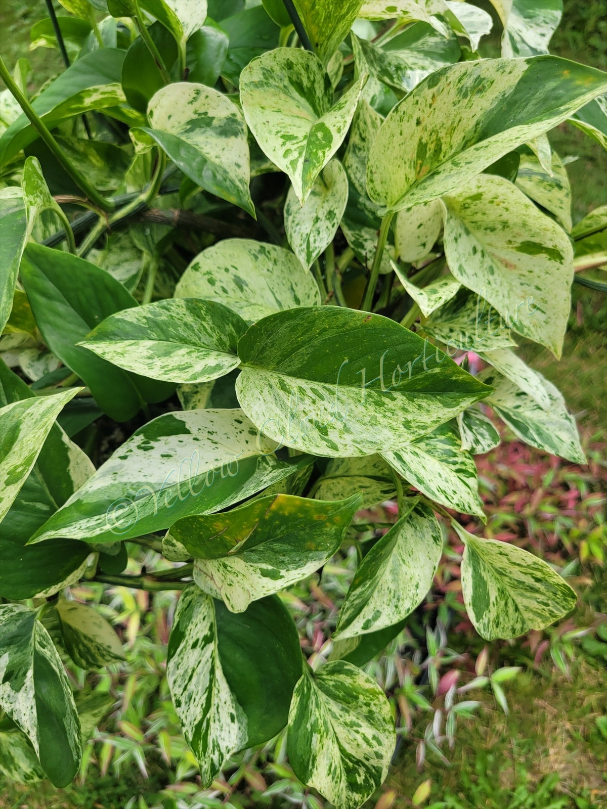 Epipremnum aureum ‘Marble Queen’ Pothos