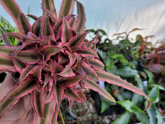Cryptanthus bivittatus (Earth Star Bromeliad)