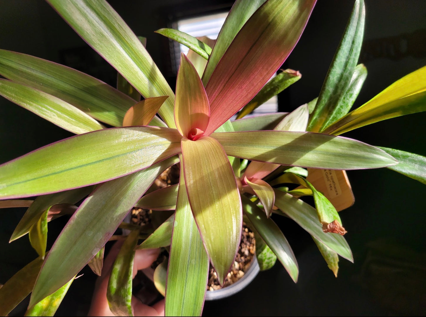 Tradescantia Spathacae ‘Hansoti02’ (aka “Sitara Gold/Amber Waves”)
