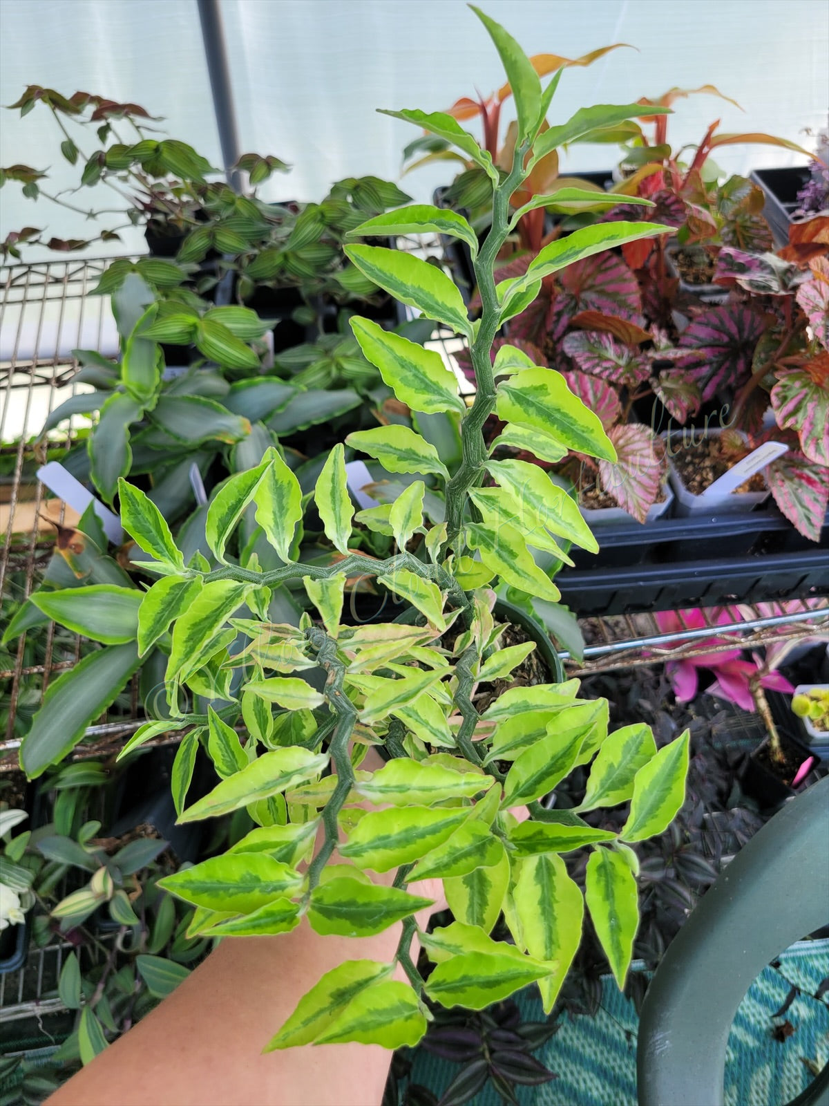 Euphorbia tithymaloides 'Variegata' (Variegated Devil’s Backbone)