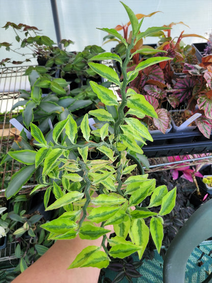 Euphorbia tithymaloides 'Variegata' (Variegated Devil’s Backbone)