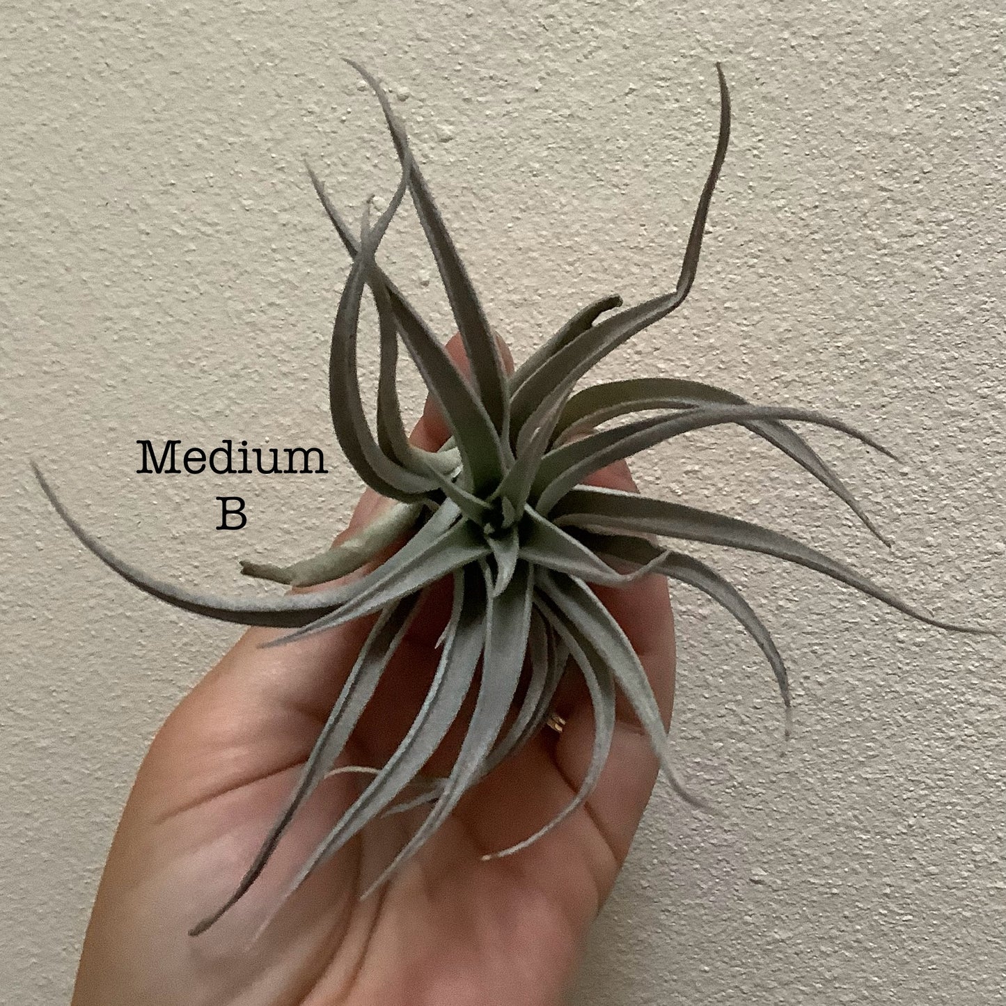 Medium Air Plant