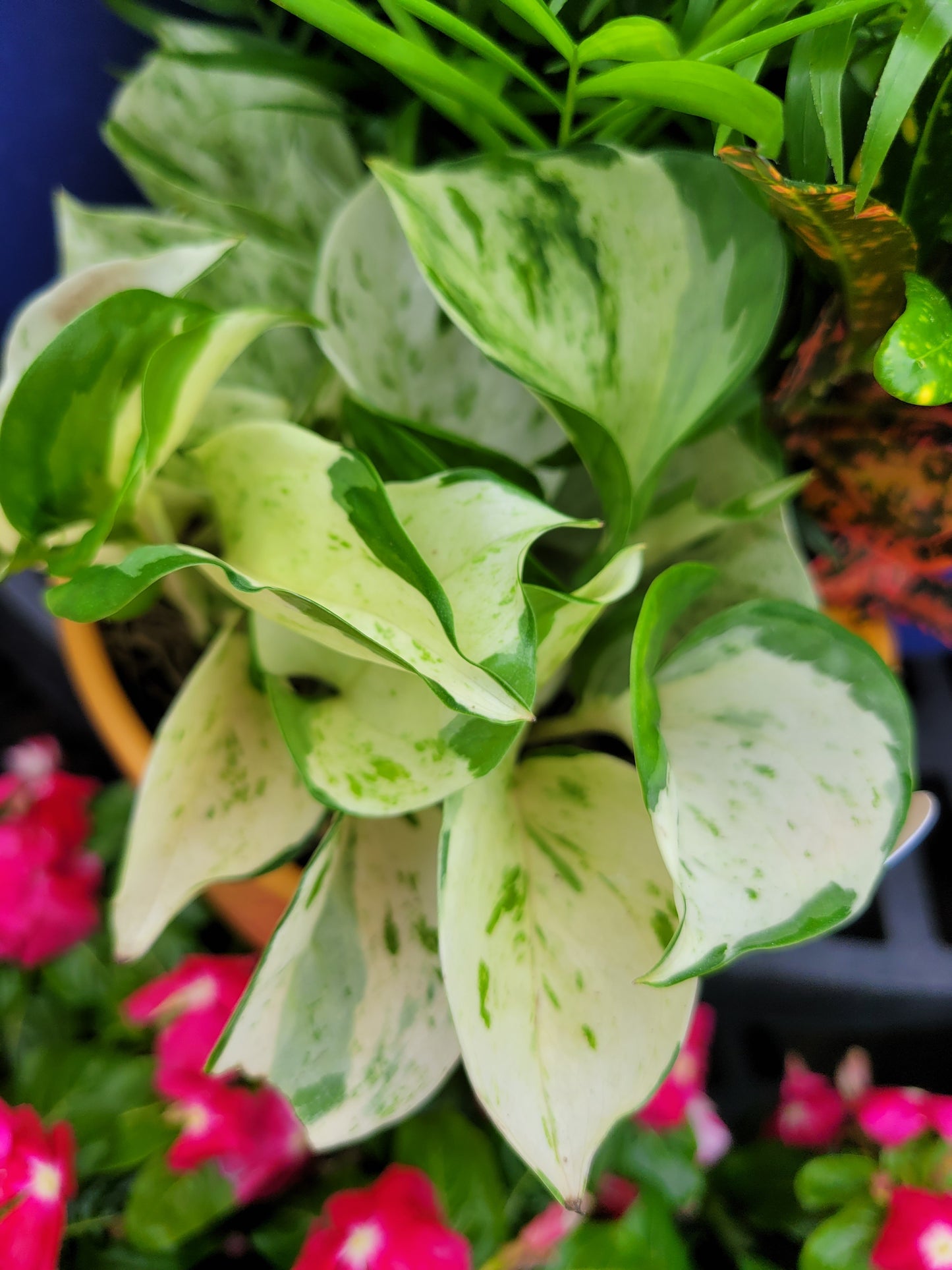 Epipremnum Aureum ‘Manjula’ Pothos