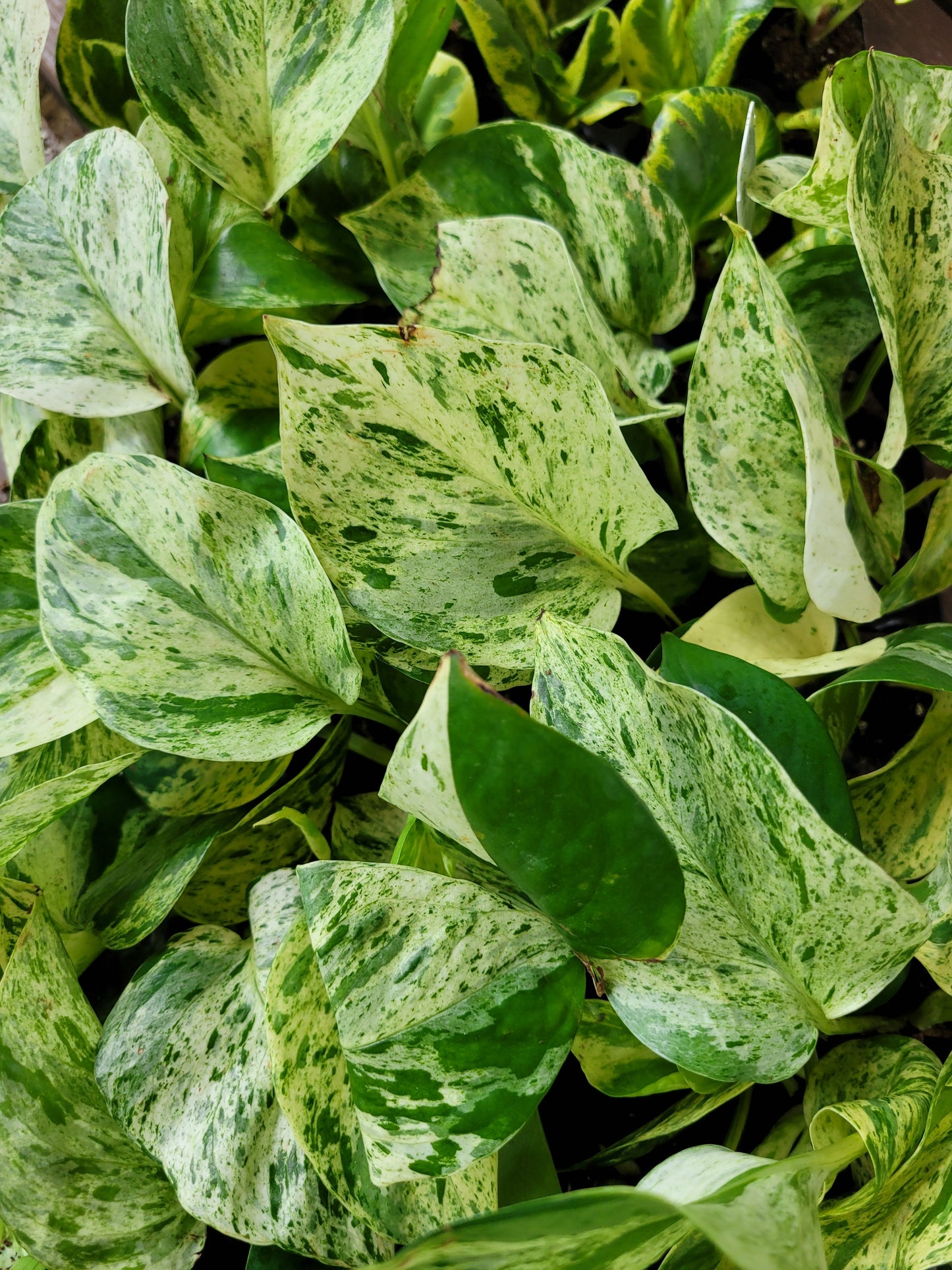 Epipremnum aureum ‘Marble Queen’ Pothos