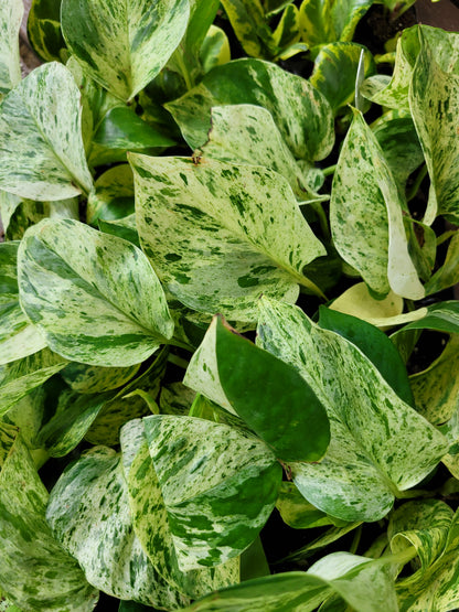 Epipremnum aureum ‘Marble Queen’ Pothos