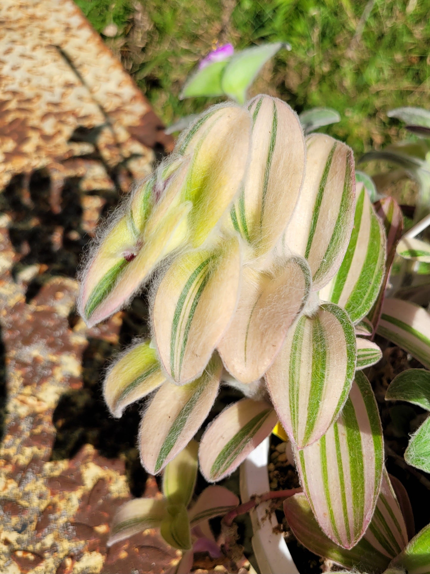 Tradescantia Sillamontana ‘Gold Stripes’ (“Variegated”)