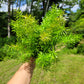 Asparagus Densiflorus ‘Sprengeri’(Asparagus fern/Foxtail fern)