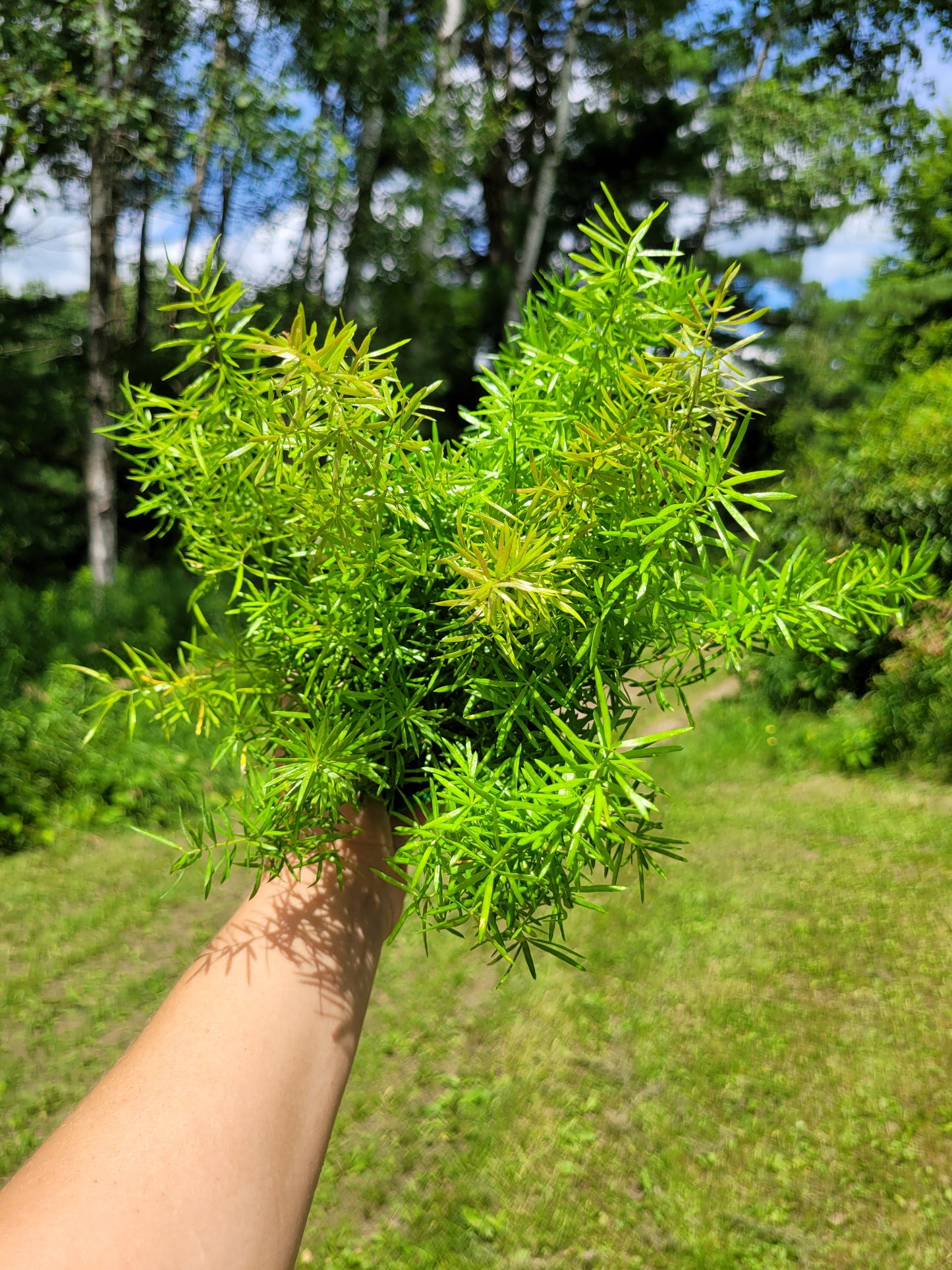 Asparagus Densiflorus ‘Sprengeri’(Asparagus fern/Foxtail fern)