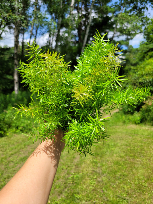 Asparagus Densiflorus ‘Sprengeri’(Asparagus fern/Foxtail fern)