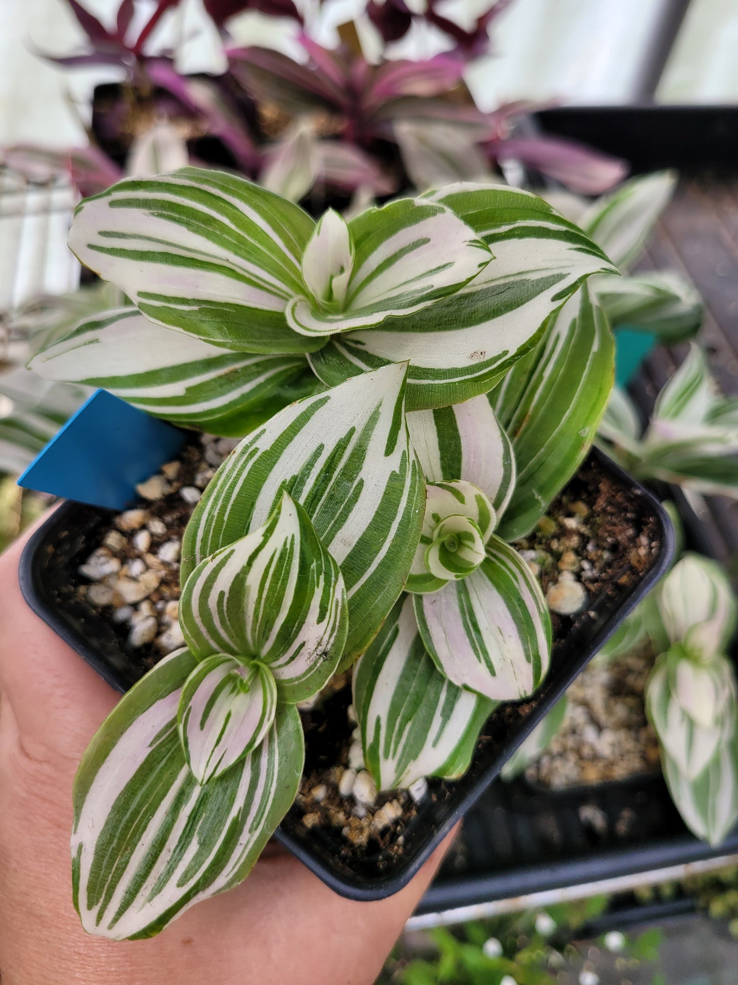 Tradescantia Continental ‘Pink Clone’