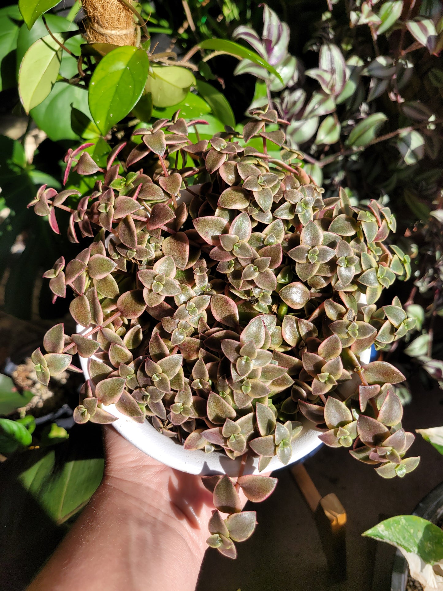 Crassula Pellucida Subsp. Marginalis ‘Rubra’ (“Calico Kittens”)