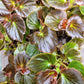 Begonia x semperflorens-cultorum ‘Double Lady Francis Pink’ (Wax Begonia)