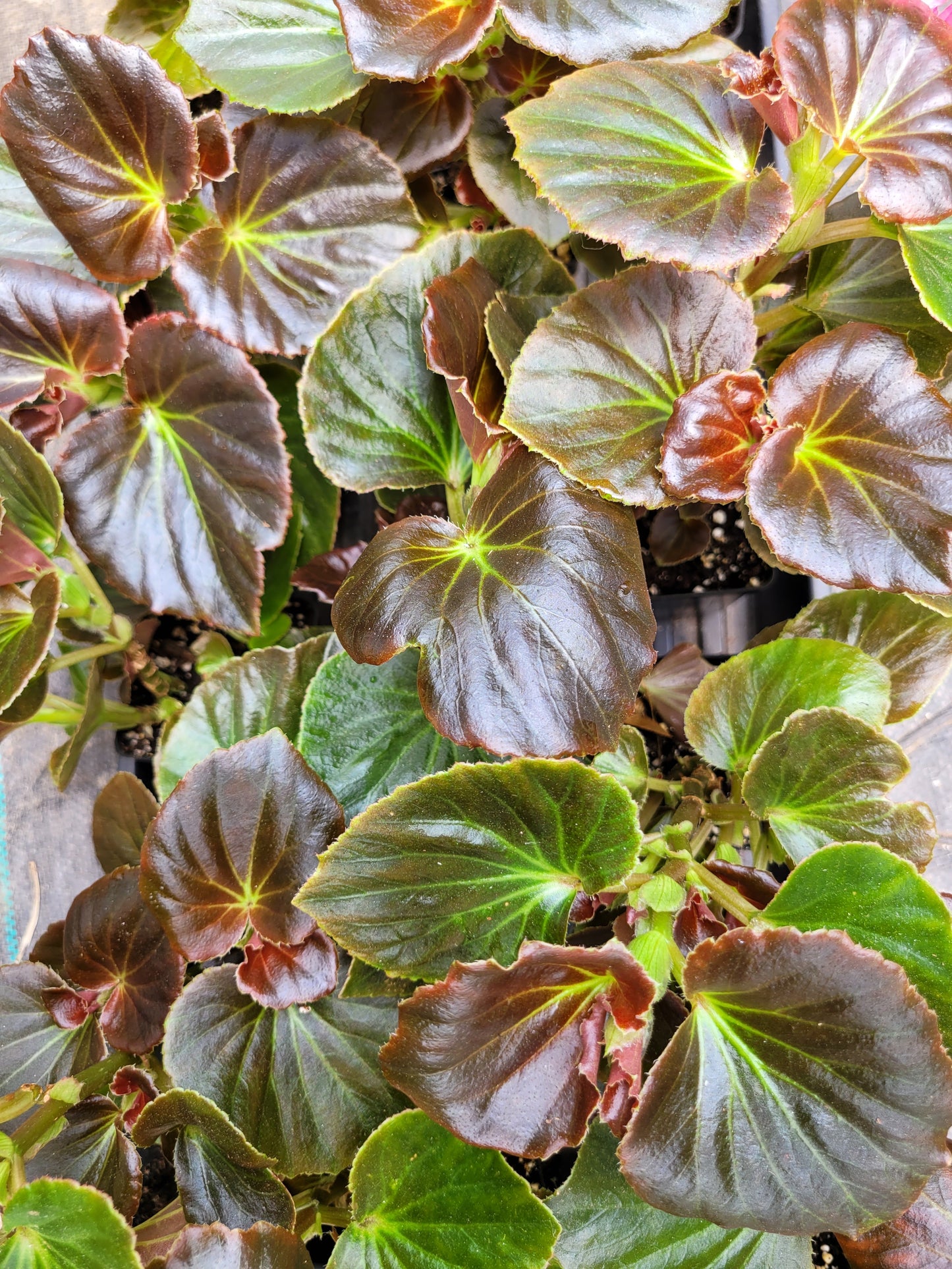 Begonia x semperflorens-cultorum ‘Double Lady Francis Pink’ (Wax Begonia)