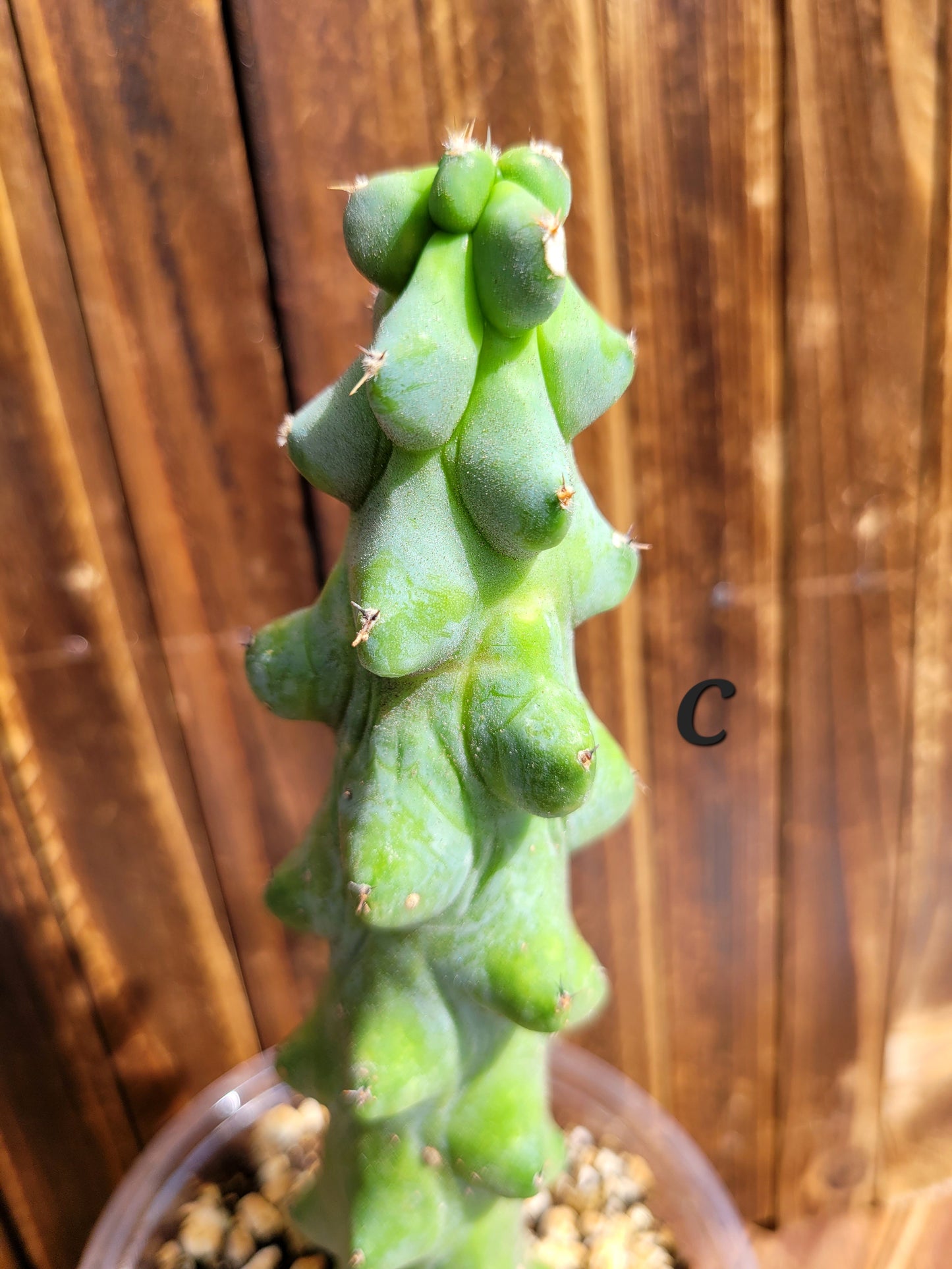 Myrtillocactus geometrizans ‘Fukurokuryuzinboku’ (Boobie Cactus)