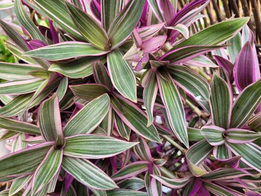 Tradescantia spathacea ‘Sitara’