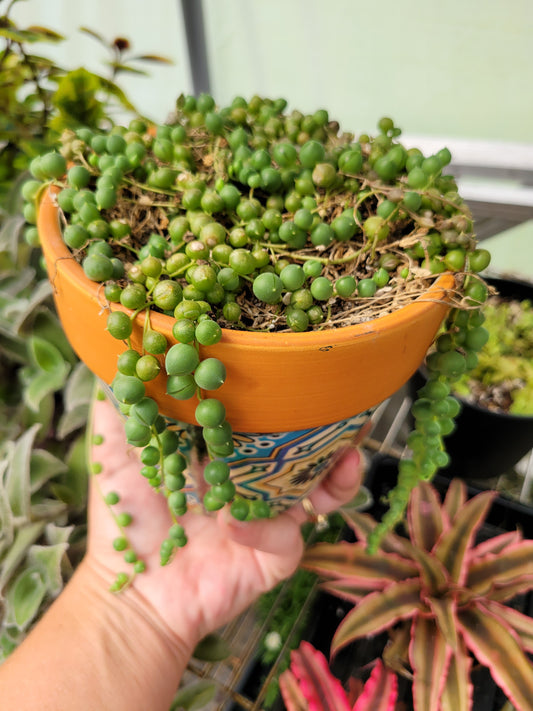 String of Pearls