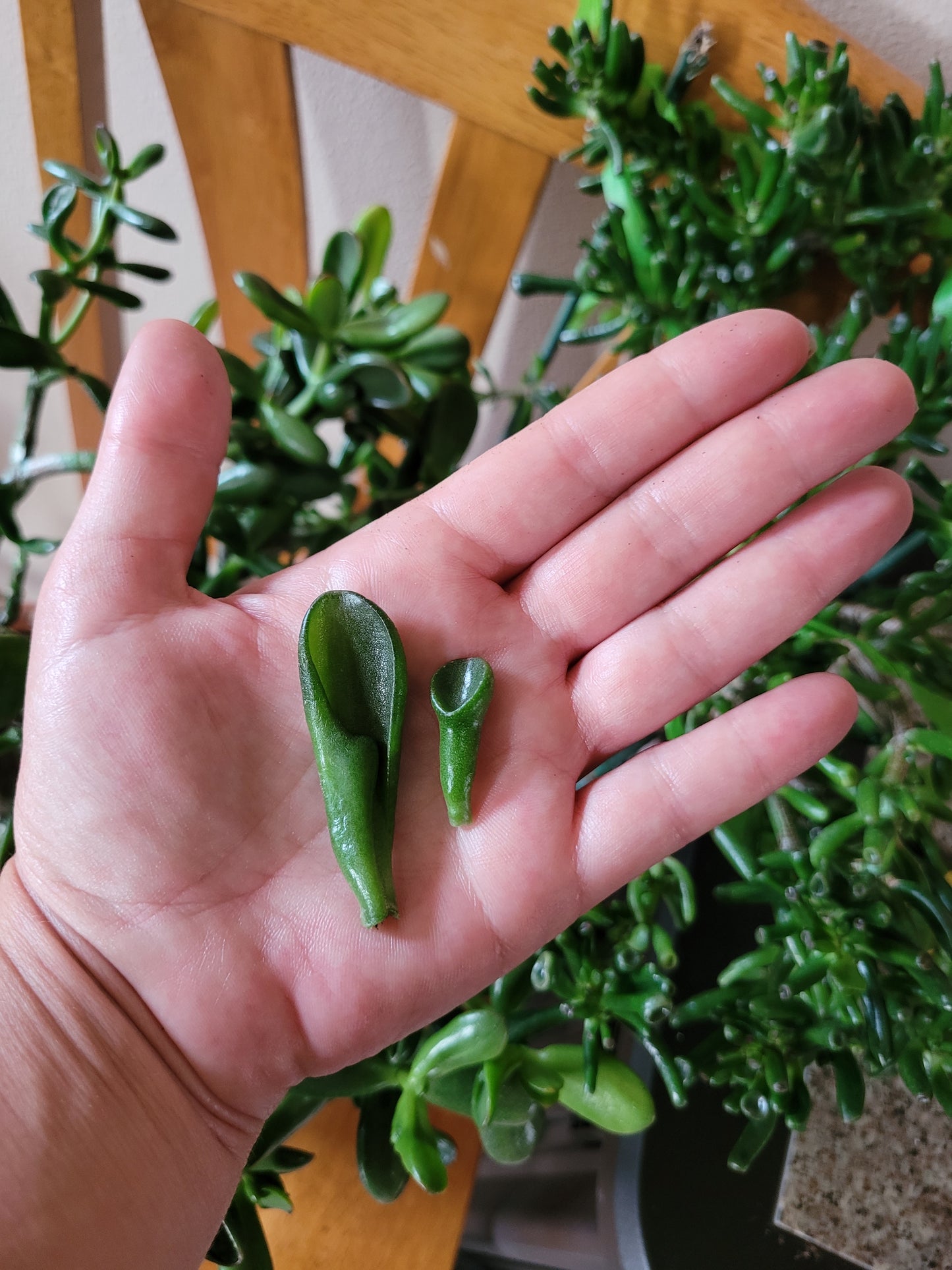 Crassula Ovata E.T. Finger