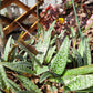 Ledebouria Socialis ‘Violacea’ (“Silver Squill/Leopard Lily”)